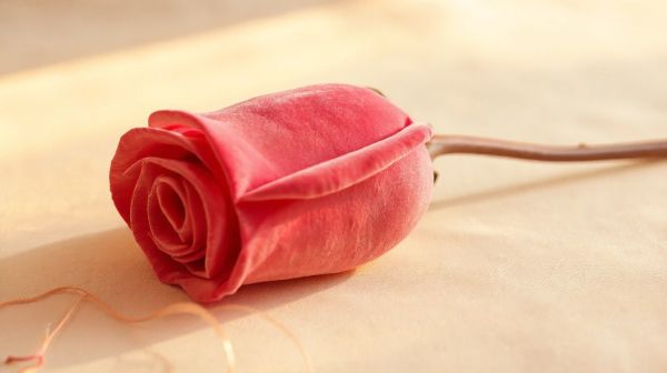 Pourquoi la rose éternelle en velours incarne l'amour infini